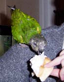 Semla �r smask
